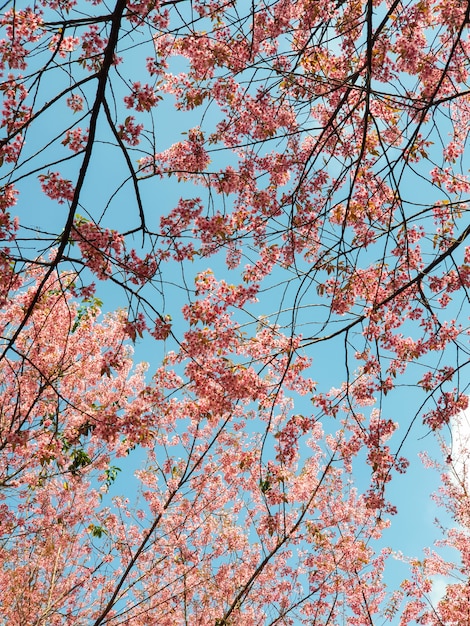 Foto wilde himalaya-kirschblume