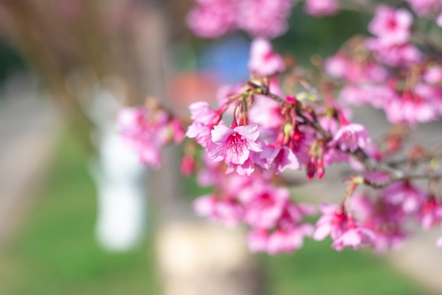 Wilde Himalaya-Kirschblumen blühen