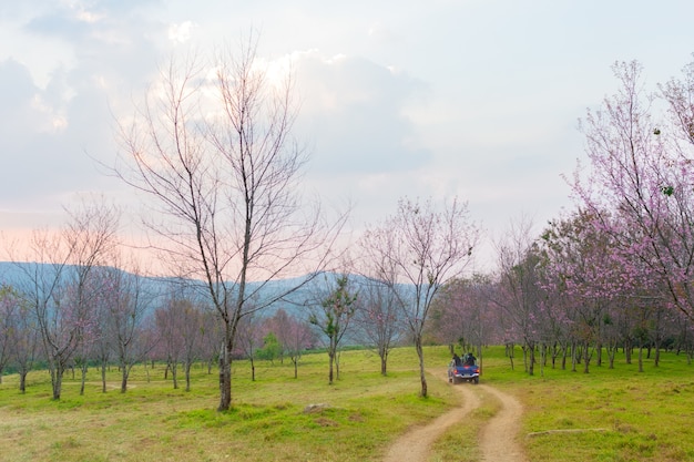 Wilde Himalaya-Kirsche bei Phu Lom Lo Nordthailand