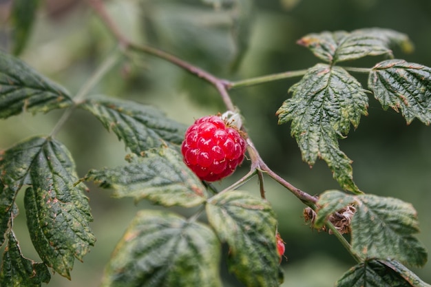 Foto wilde himbeeren auf einem ast