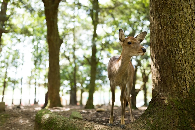 Wilde Hirsche im Nara-Park