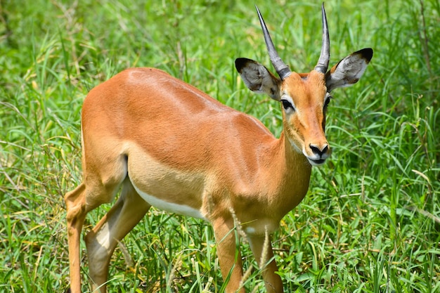 Wilde Hirsche in einem Nationalpark in Afrika Antilopen in Tansania