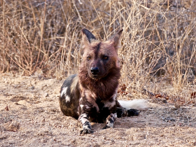 Wilde Hunde im Krüger-Nationalpark