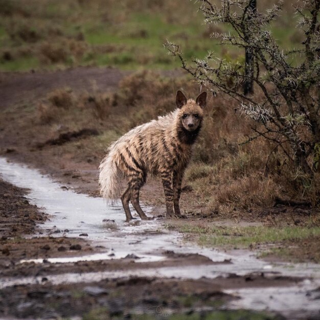 wilde Hyänen Tiere wilde Natur