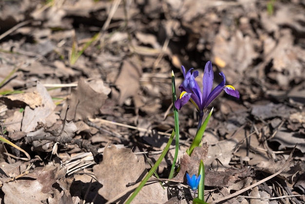 Wilde Iris Vorfrühlingsblumen