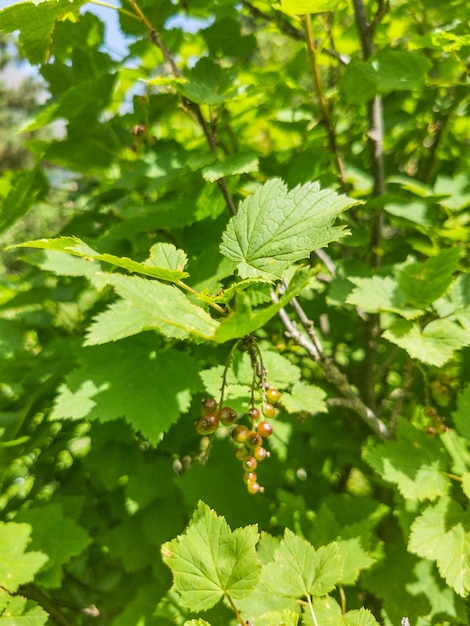 Wilde Johannisbeere in der Schlucht des Cherek-Flusses in der Nähe des Ushtulu-Trakts Kaukasus Juni 2021