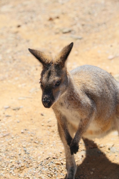 Wilde Kängurus auf Sand Hintergrund hautnah Wildtiere Australien