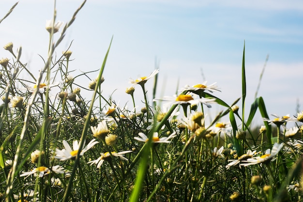 Wilde Kamille blüht auf einem Feld