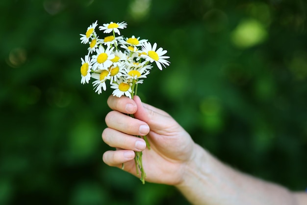 Wilde Kamillenblüte in der Hand