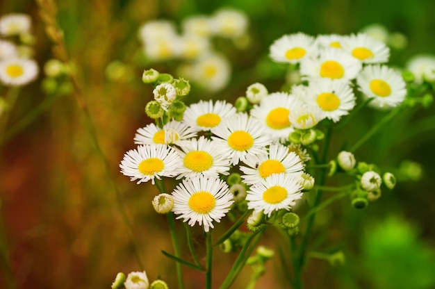 Wilde Kamillenblüten