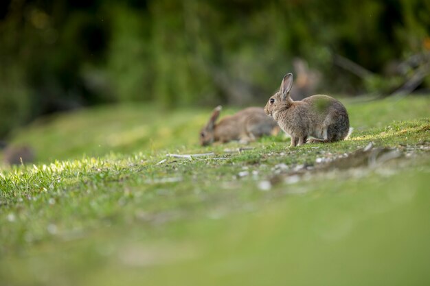 Wilde Kaninchen im Wald auf der Suche nach dem zartesten Gras