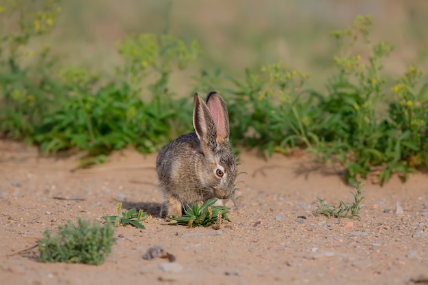Foto wilde kaninchen