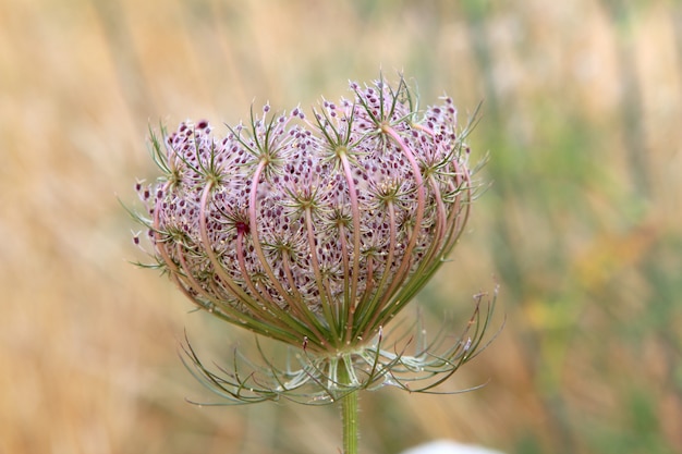 Wilde Karotte Daucus Carota Blume Balearen