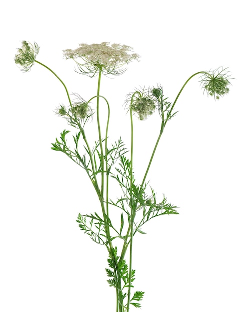 Wilde Karotte oder Daucus Carota Blumen isoliert auf weißem Hintergrund Heilkräuterpflanze