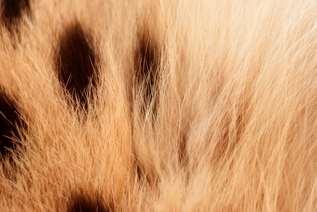 Wilde Katze, serval Pelzbeschaffenheit. Close up Weichzeichnung natürlich