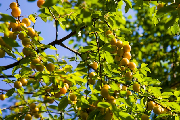 Wilde Kirschpflaume, die von einem Baumzweig hängt Gelbe reife Pflaume im Garten