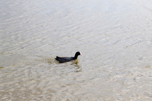 Wilde kleine Enten auf dem Gebiet der Seen Frühlingssaison mit Wildvögeln Enten Wildenten in der natürlichen Umgebung