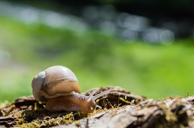 Wilde kleine Schnecke Nahaufnahme im grünen Wald mit verschwommenem Hintergrund Frühlingsnatur