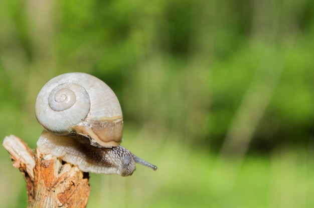 Wilde kleine Schnecke Nahaufnahme im grünen Wald mit verschwommenem Hintergrund Frühlingsnatur