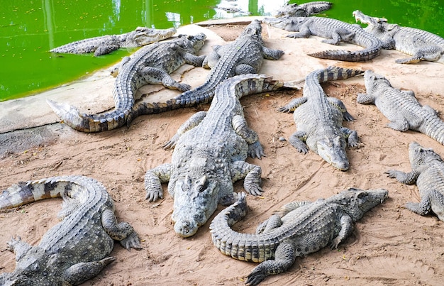 Wilde Krokodile am Flussufer