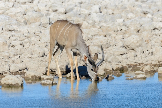 Foto wilde kudu-antilopen in der afrikanischen savanne