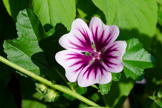 Foto wilde lavatera malva blume in rosa lila.