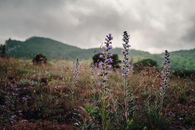 Wilde lila Blumen an den Berghängen