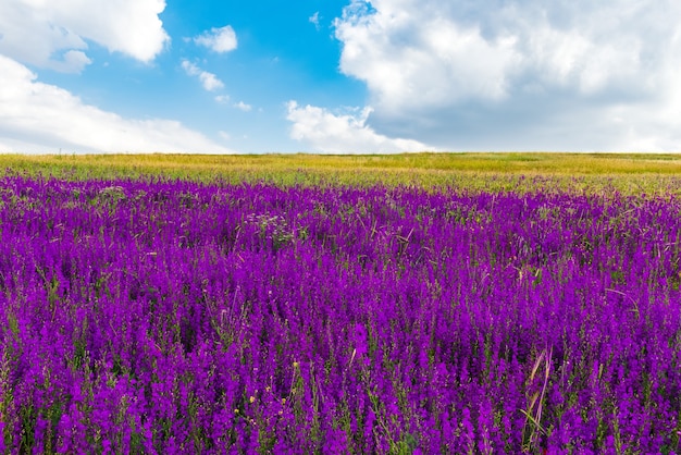 Wilde lila Blumen auf dem Feld