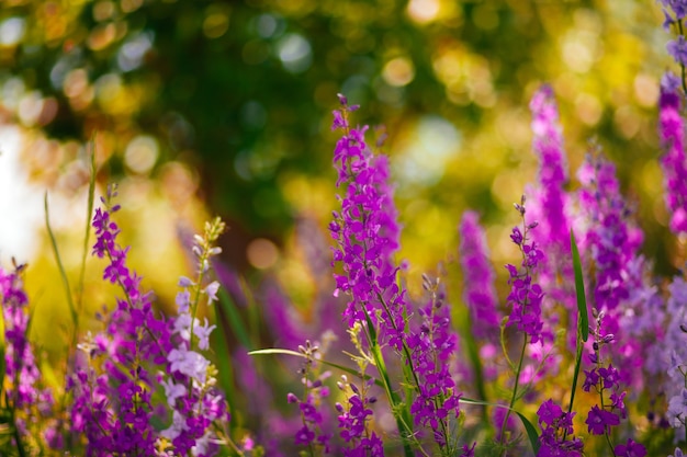 wilde lila Blumen im Sommer