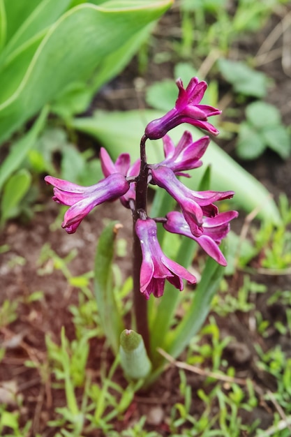 Wilde lila Hyazinthe blüht im Frühjahr