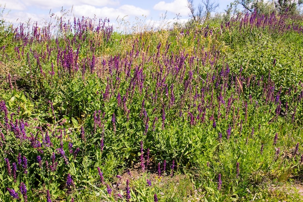 Wilde lila Salviablüten auf der Wiese