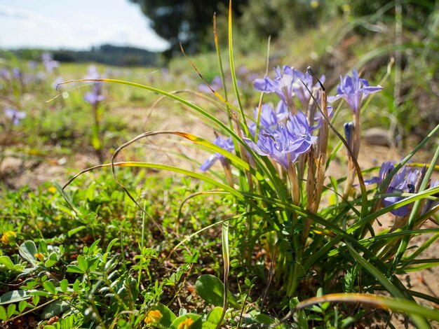 Wilde lila Schwertlilien im grünen Gras auf einer Lichtung in einem Wald in Griechenland