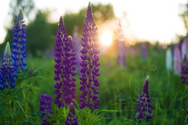 Wilde Lupine blüht in einem Feld gegen einen Sonnenuntergang