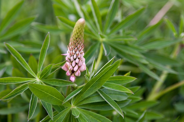 Wilde Lupine (Lupinus perennis) wächst wild in Schottland