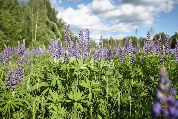 Wilde Lupinen, die im Wald wachsen