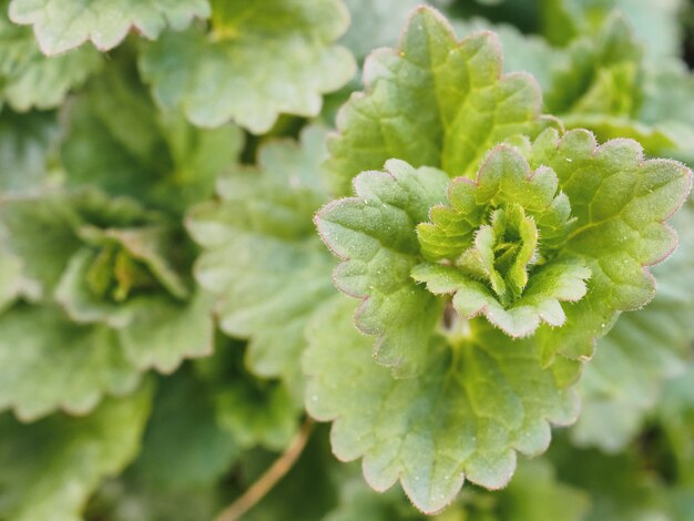 Wilde Minze wächst im Garten. Nahansicht