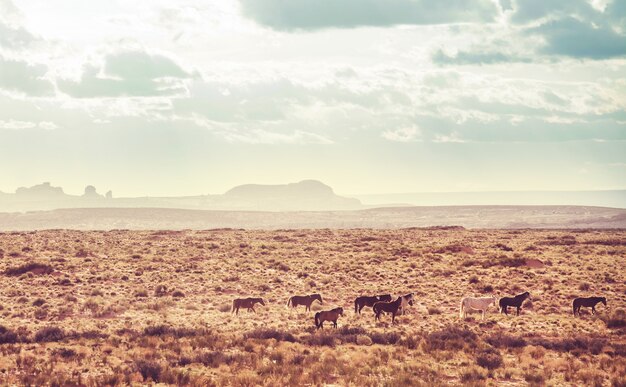 Wilde Mustangs in der amerikanischen Prärie, Utah, USA