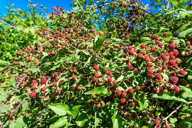 Wilde natürliche Rot- und Brombeeren auf Zweig im Sommer auf mediterranem Land