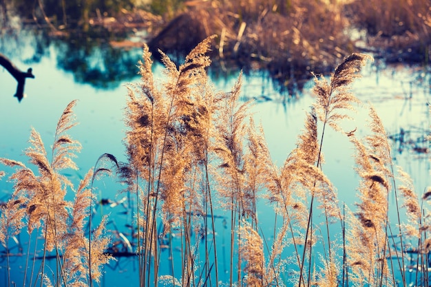 Wilde Natur Ländliche Herbstlandschaft Grasige Pflanzen vor See