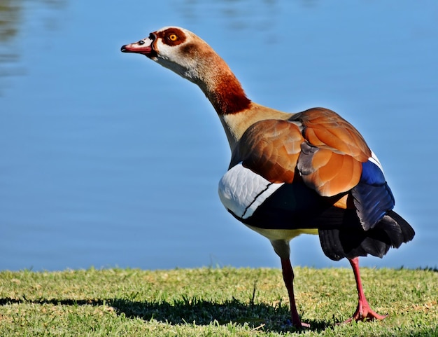 Wilde Nilgans