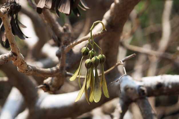 Wilde Nüsse hängen am Baum