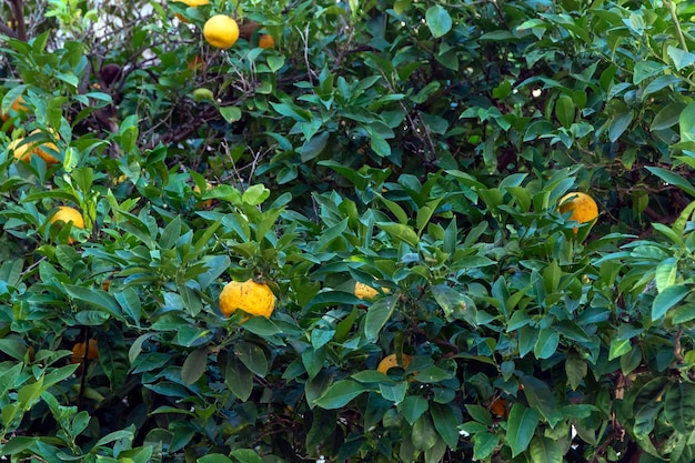 Wilde Orangenbäume mit Früchten