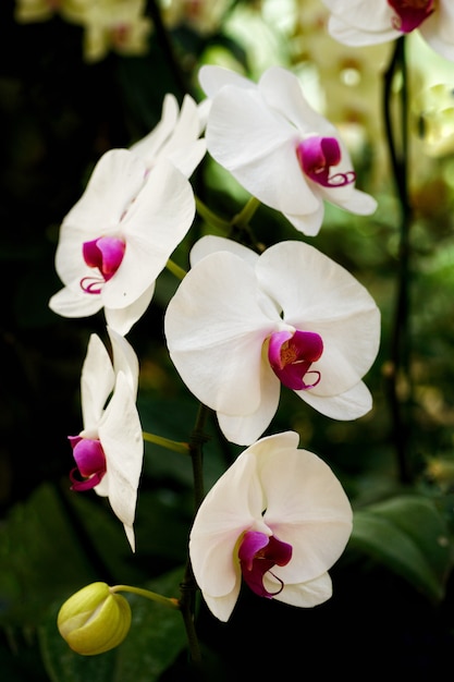 wilde Orchidee auf Baum