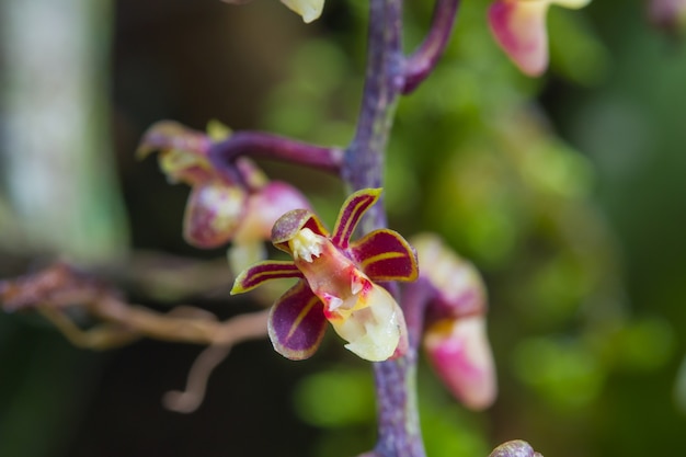 Wilde Orchideen Cleisostoma duplicilobum im Wald