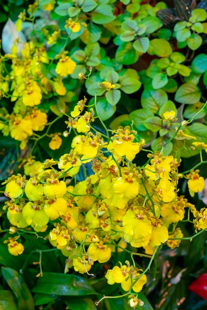 Wilde Orchideen im Regenwald