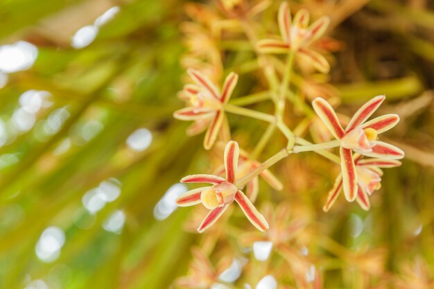 Wilde Orchideen im Sommer