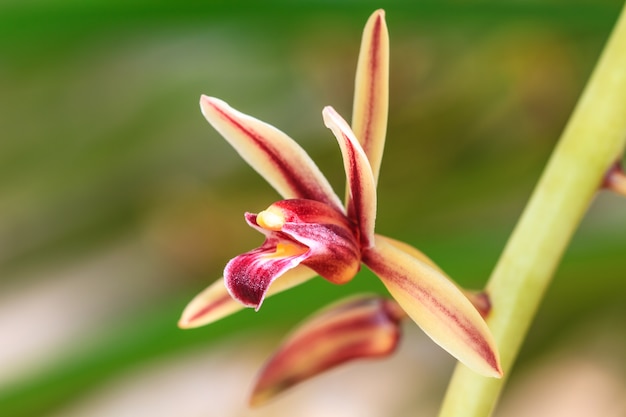 Wilde Orchideen im Wald von Thailand