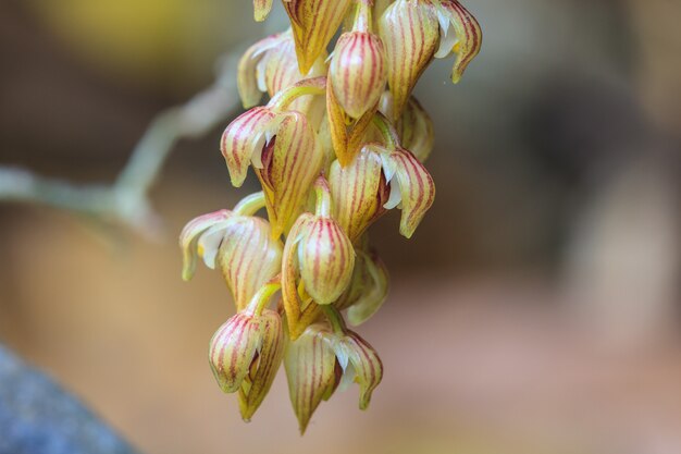 Wilde Orchideen im Wald von Thailand