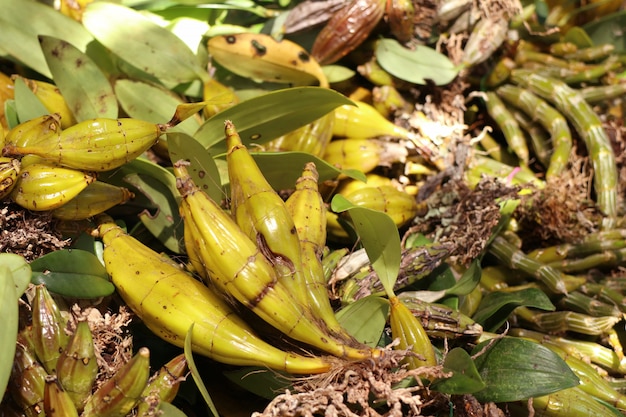 Wilde Orchideen zu verkaufen