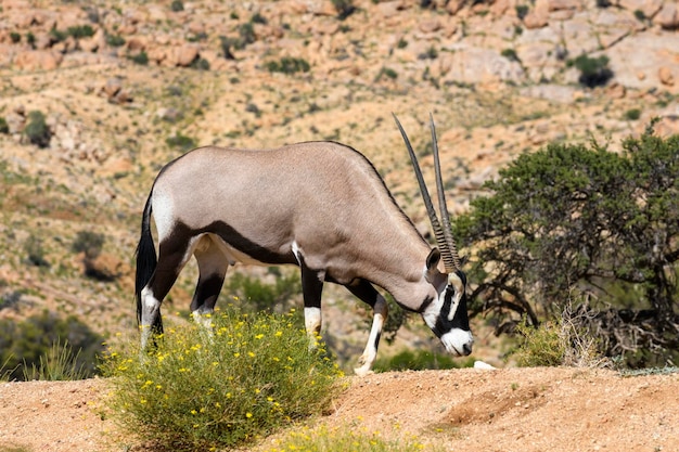 Wilde Orix-Antilopen, die in der afrikanischen Savannen-Safari in Namibia wandern